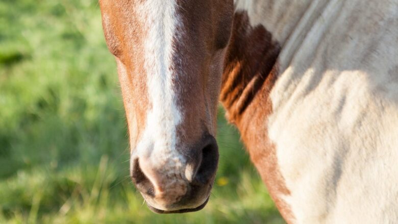 Essential Horse Care Tips: Ensure Your Equine Companion’s Well-being!
