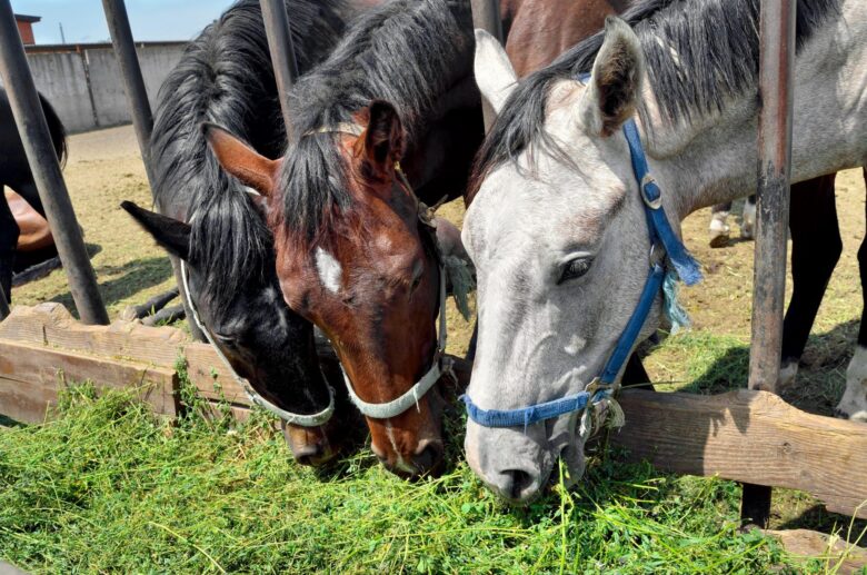 Unlock Horse Feeding Mastery: Explore Expert Guidance!