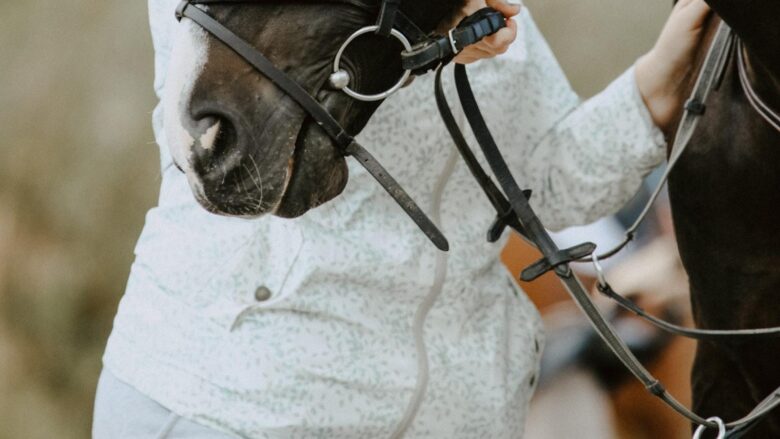 Your Complete Guide to Horse Care: Elevate Your Equine Expertise!
