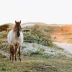 Everything You Need to Know About Training a Horse