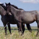 How to Resolve Common Health Issues in Horses: Essential Tips